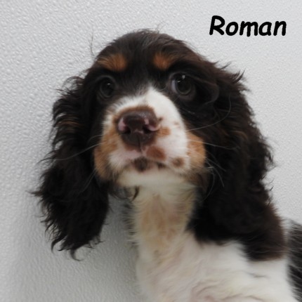 puppy, for, sale, Cocker Spaniel, Joe & Cherri  Overlease, dog, breeder, Miller, MO, dog-breeder, puppy-for-sale, forsale, nearby, find, puppyfind, locator, puppylocator, aca